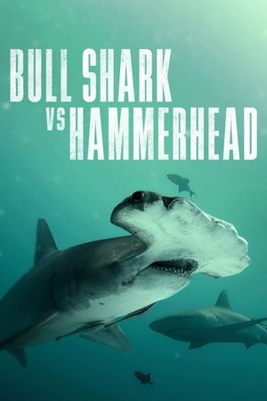 Bull Shark vs Hammerhead's poster