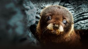 Fur Seals's poster