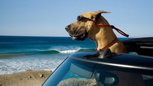Marmaduke's poster