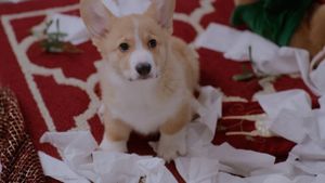 A Very Corgi Christmas's poster