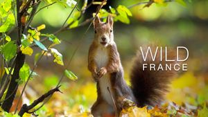 Wild France's poster