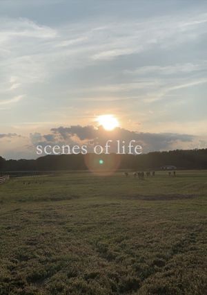 scenes of life's poster