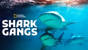 Shark Gangs's poster