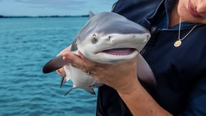 Baby Sharks's poster