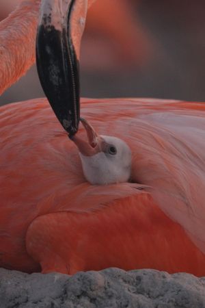 FLAMINGOS Life after the meteorite's poster