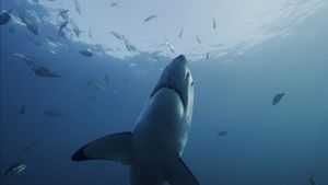 Shark Kingdom 3D's poster
