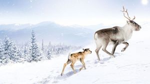 A Reindeer's Journey's poster