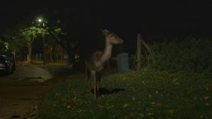 Canon: Urban Deer's poster