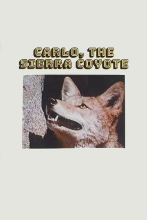 Carlo the Sierra Coyote's poster