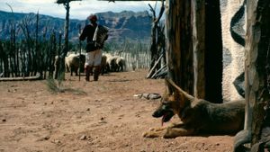 Concho, the Coyote Who Wasn't's poster