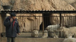 Three Castrated Goats's poster