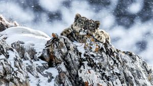 The Frozen Kingdom of the Snow Leopard's poster