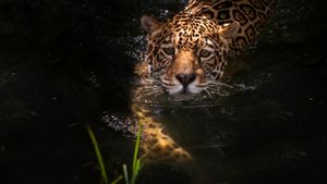The Phantom Cat: Jaguar's poster