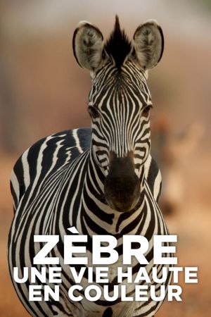 Zèbre, une vie haute en couleur's poster
