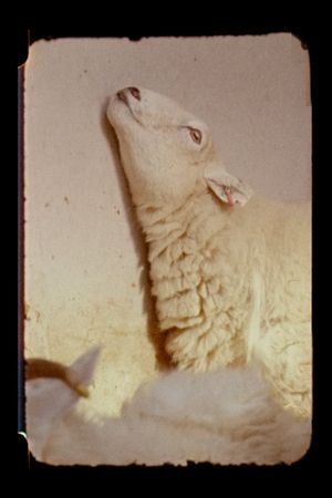 Lamb's poster