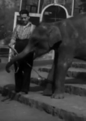 National Zoological Garden's poster