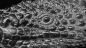 The Giant Gila Monster's poster