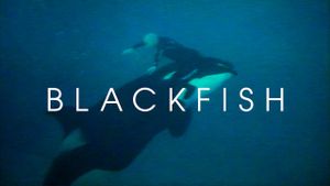 Blackfish's poster