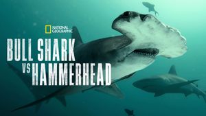 Bull Shark vs Hammerhead's poster