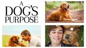 A Dog's Purpose's poster