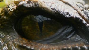 Attenborough and the Sea Dragon's poster