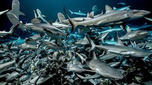 700 Sharks's poster