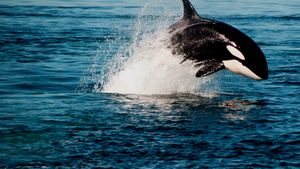 Orca vs. Great White's poster