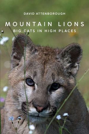 Mountain Lions: Big Cats in High Places's poster