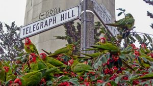 The Wild Parrots of Telegraph Hill's poster