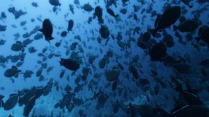 Atlantic: The Wildest Ocean on Earth's poster