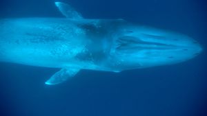 Kingdom of the Blue Whale's poster
