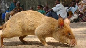 Detecting Danger: Africa's Giant Rats's poster