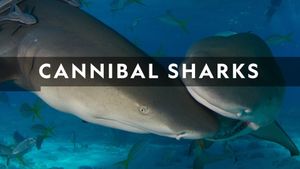 Cannibal Sharks's poster