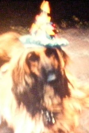 Ron Amok (Dog Party)'s poster