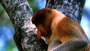 The Biggest Nose in Borneo's poster