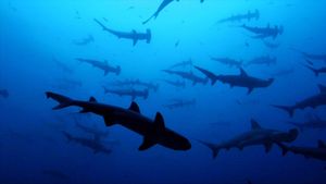 Sharkwater's poster
