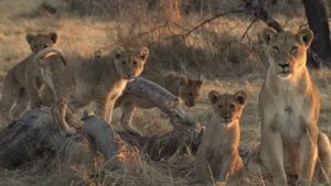 Lion Brothers: Cubs to Kings's poster