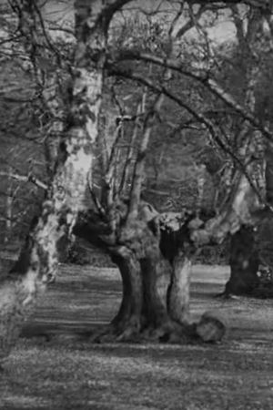 Burnham Beeches's poster