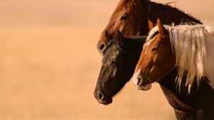 Wild Beauty: Mustang Spirit of the West's poster