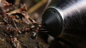 Attenborough and the Empire of the Ants's poster