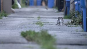 Cat City's poster