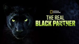 The Real Black Panther's poster