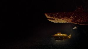 The Life Aquatic with Steve Zissou's poster