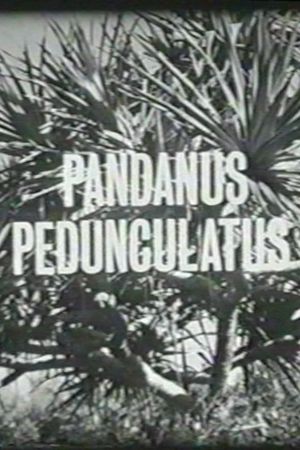 Pandanus Pedunculatus's poster