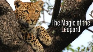 The Magic of the Leopard's poster