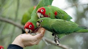 The Wild Parrots of Telegraph Hill's poster