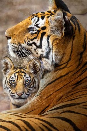 Tiger's poster