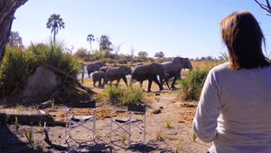In the Footsteps of Elephant's poster