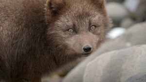 The Arctic Fox: Still Surviving's poster