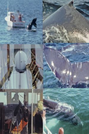 Whale Watch (2)'s poster